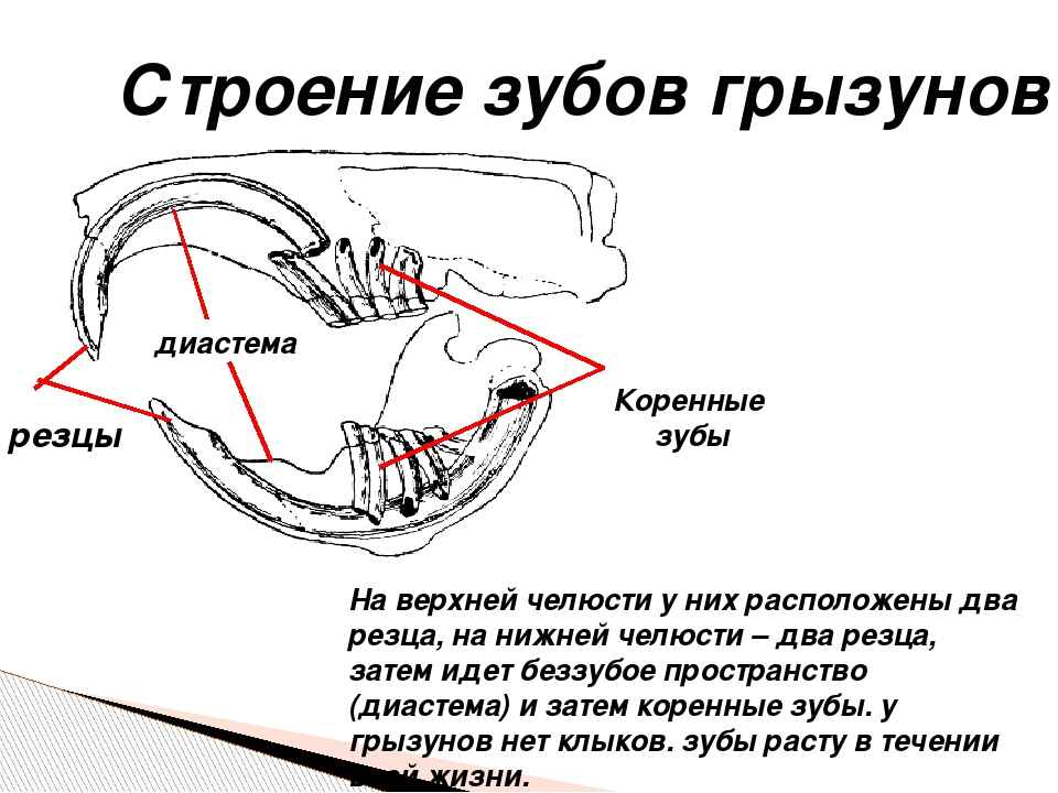 На фото описано про строение зубов грызунов